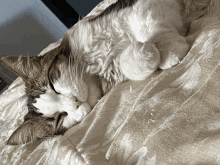 a brown and white cat sleeping on a bed
