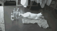 Unexpected Consequence GIF - Cat Cats Cute GIFs