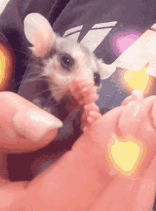 Awesome Possum Possum GIF - Awesome Possum Possum Opossum GIFs