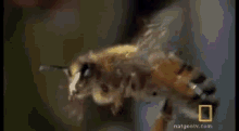 Bugs Bees GIF - Bugs Bees Flying GIFs