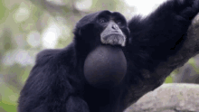 Siamang Gibbon GIF - Siamang Gibbon Monkey GIFs