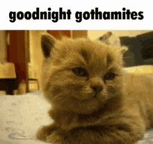 Goodnight Gothamites Cat GIF - Goodnight Gothamites Cat Sleeping GIFs