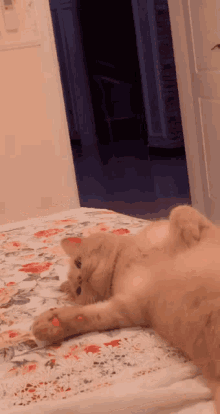 Kuma Mozie GIF - Kuma Mozie Kuma Cat GIFs