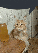 Maine Coon Beer GIF - Maine Coon Beer Speech Bubble GIFs