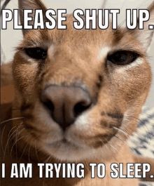 Shut Up I Am Trying To Sleep GIF - Shut Up I Am Trying To Sleep GIFs
