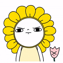 daily sunflower