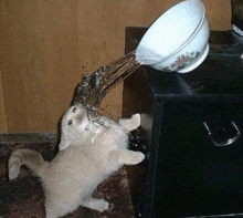 a cat is playing with a bowl of water on a table