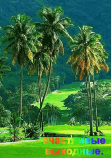 Good Afternoon Palm GIF - Good Afternoon Palm Nature GIFs