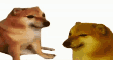 Bonk Doge GIF - Bonk Doge Meme GIFs
