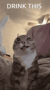 a cat with its tongue sticking out and the words drink this above it