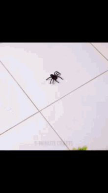 Five Minutes Crafts Spider GIF