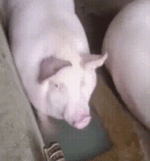 Piggy Pigeats GIF - Piggy Pigeats Pig Waith GIFs