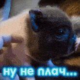 a pig is being petted by a person with the words ну не плач written below it