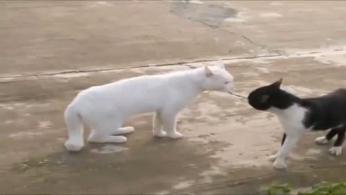 funnycats-compilation.gif