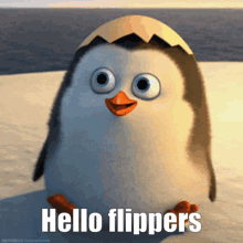Hello Hello Flippers GIF - Hello Hello Flippers Acf GIFs