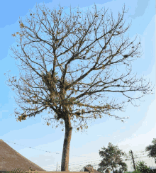 growth tree