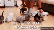 Wrangling Cats Kittens GIF - Wrangling Cats Kittens Is It Time For Breakfast GIFs