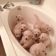 Puppies Tub GIF - Puppies Tub Puppies In A Tub GIFs