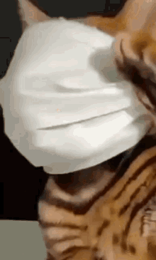 Bengal Bengalfacemask GIF - Bengal Bengalfacemask GIFs