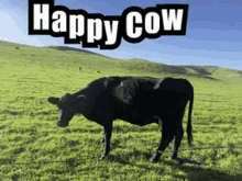 Gregmercado Happy Cow GIF - Gregmercado Happy Cow Cow GIFs