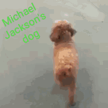 Michael Jacksons Dog GIF - Michael Jacksons Dog - Discover & Share GIFs