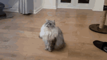 Siberian Cat Backflip Cat GIF
