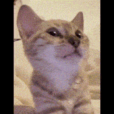 Cat Cat Meme GIF - Cat Cat Meme Cat Yipee GIFs