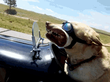 Sidecar Dog GIF - Sidecar Dog Joyride GIFs