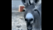 Donkey GIF - Donkey GIFs