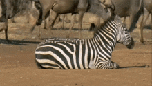 Zebra Animal GIF