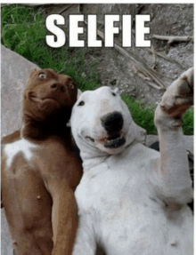 Selfie GIF - Selfie GIFs