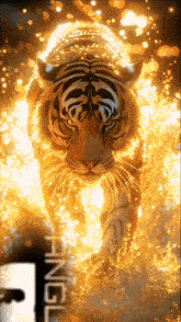 a picture of a tiger with the word jungle in the bottom right corner