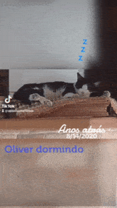 Gatos Oliver GIF - Gatos Oliver GIFs