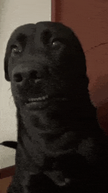 a close up of a black dog 's face making a funny face .