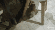 a cat is laying under a table and its shadow is on the tile floor
