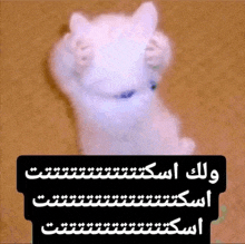 a picture of a cat with arabic writing on the bottom