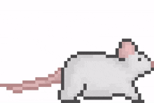 rat mini small mouse cute