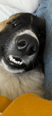 a close up of a dog 's face with its mouth open and teeth showing