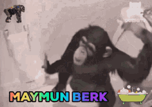 Monkey Monkey Berk GIF