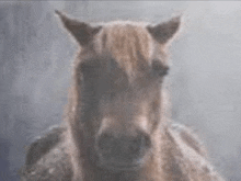 a close up of a horse 's head looking at the camera in a painting .
