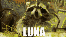 Luna Luna When GIF - Luna Luna When When GIFs