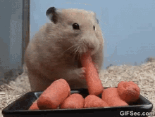 Hamster Eating Carrots GIF - Hamster Eating Carrots GIFs