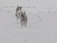 Do Border Terriers Need Coats In Winter GIF - Do Border Terriers Need Coats In Winter GIFs