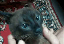 Cat Mouth GIF - Cat Mouth Open GIFs