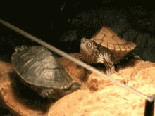 Ooohhh Turtle GIF - Ooohhh Oh Turtle GIFs
