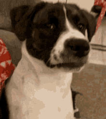 a black and white dog sitting on a couch looking at the camera .