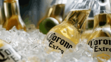 Corona Beer Ice Cold GIF - Corona Beer Ice Cold Beer GIFs