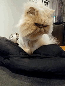 Cute Cat GIF - Cute Cat Angry GIFs
