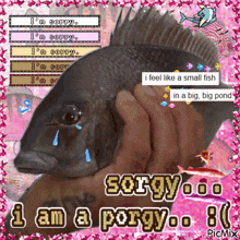 a picture of a person holding a fish that says i am a porgy on it