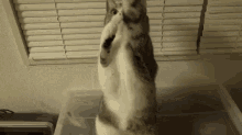 Please Please Please GIF - Beg Cat Kitten GIFs
